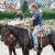 Familie Waldeck Und Angelika Agrikola @ Absarokee Horse Farm, Bodenfelde