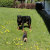 Jessica Gross, Hunde(-Halter)trainerin @ naturhund Hundetraining, Clausthal-Zellerfeld