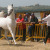 Patrizio @ Arabian Horse Prestige, Monsano