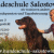 Harald Salostowitz, Hundeausbilder @ Hundeschule-Pension-Pflege, Burglengenfeld